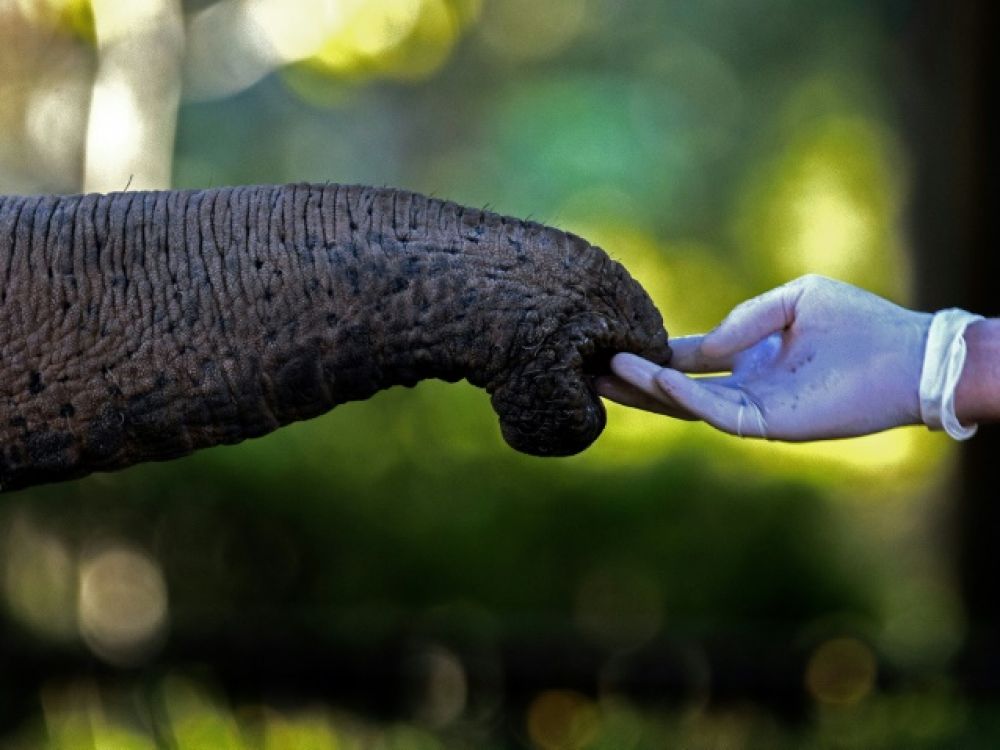 Une vieille éléphante part au Brésil pour une vie meilleure