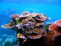 Les coraux font l'odeur des océans et régulent le climat