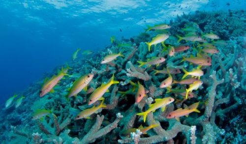 La biodiversité des poissons coralliens mise en danger par l’Homme