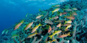 La biodiversité des poissons coralliens mise en danger par l’Homme