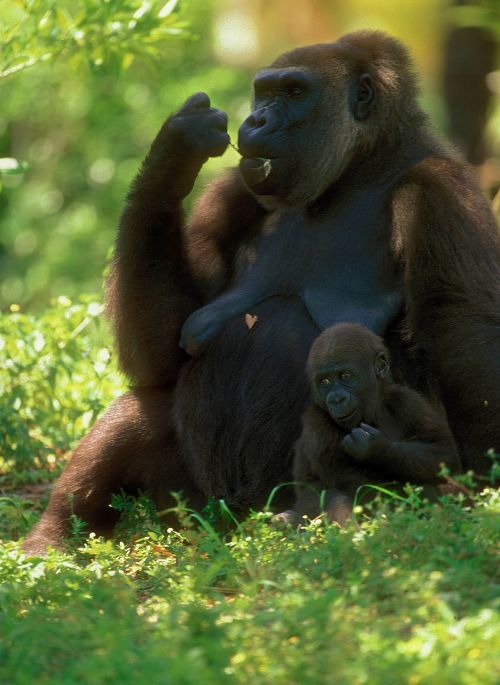 Dans la jungle ougandaise, le tourisme protège les gorilles