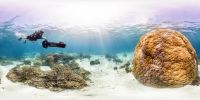 Plongez dans les récifs coralliens avec Catlin Seaview Survey