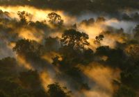 Déclin du puits de carbone amazonien lié à une surmortalité des arbres