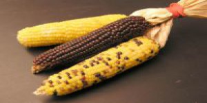 Biocarburant : de l’hydrogène bon marché produit à partir de maïs