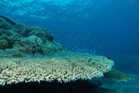 COP 21 : le changement climatique menace la survie des récifs coralliens