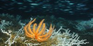 COP 21 : menacé, l'océan profond devrait être mieux pris en compte