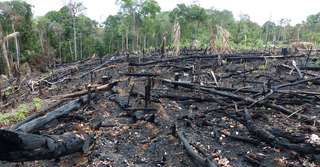 Déforestation en Amazonie : + 29 % en un an
