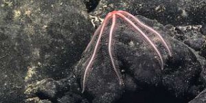 Trois superbes animaux marins rares et exceptionnels