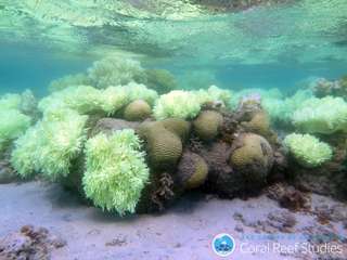 Blanchissement du corail : sa fréquence a quintuplé depuis 1980