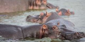 Pollution étonnante : les déjections d'hippopotames tuent des poissons