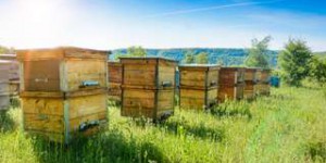 Apidays : mieux connaître les abeilles en 3 jours