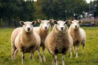 Contre l'effet de serre : des moutons sélectionnés pour émettre moins de méthane