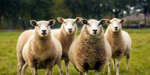 Contre l'effet de serre : des moutons sélectionnés pour émettre moins de méthane