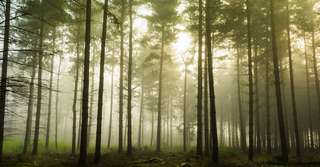 Quels sont les impacts du réchauffement climatique sur les forêts ?