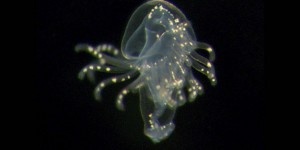 Des larves mystérieuses découvertes dans l’océan