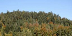 Sécheresse : les forêts des Vosges sont en train de rougir