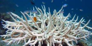 La Grande Barrière de Corail va de plus en plus mal