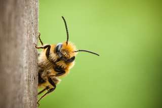 États-Unis : les insecticides de plus en plus toxiques pour les abeilles