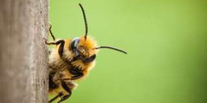 États-Unis : les insecticides de plus en plus toxiques pour les abeilles