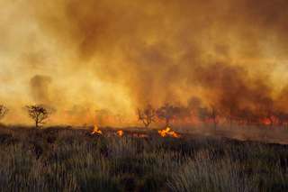 Incendies en Australie : probablement des milliards d’animaux sont morts