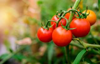 Réchauffement climatique : est-ce la fin des haricots pour les tomates ?