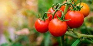 Réchauffement climatique : est-ce la fin des haricots pour les tomates ?