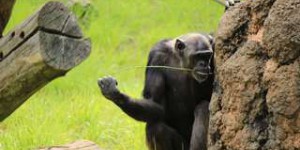 Chez les chimpanzés, chacun sa technique pour pêcher les termites