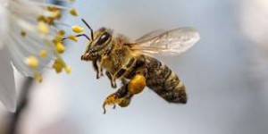 L'humanité adore les abeilles... et c'est bon pour leur santé !