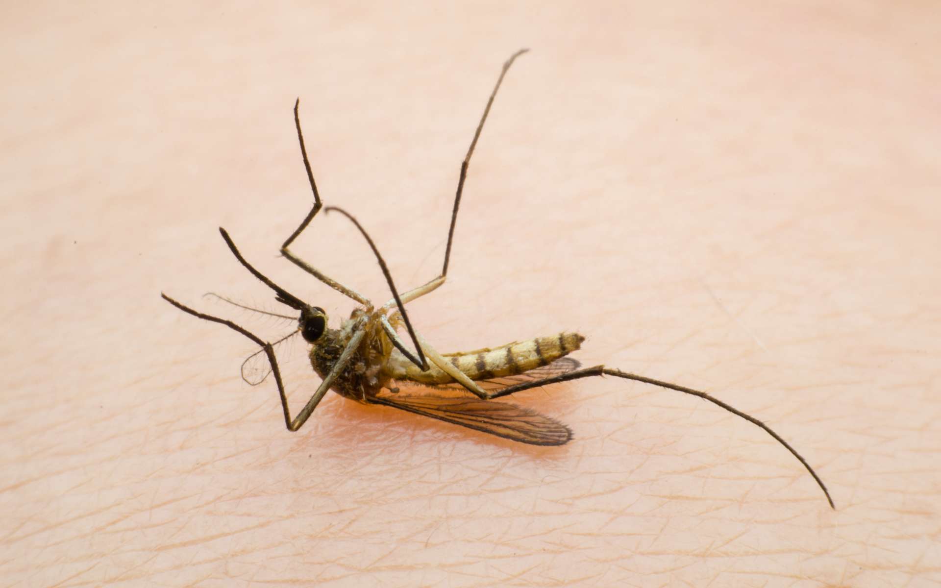 Un moustique génétiquement modifié qui élimine les femelles