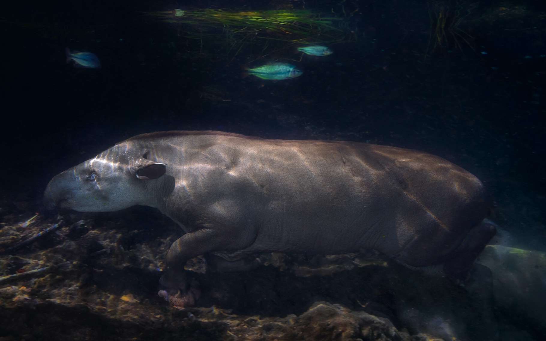 Photos inédites de tapirs nageant dans une rivière au Brésil