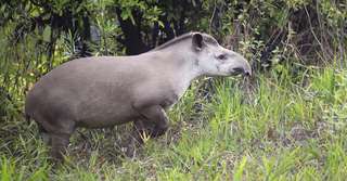 Le tapir pourrait sauver la forêt amazonienne