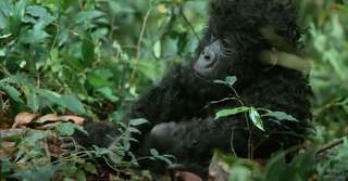 En vidéo, des gorilles surpris en train de chanter et… de péter pour la première fois
