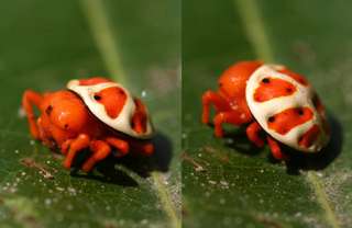 Étrangeté du vivant : cette araignée ressemble à une tortue orange