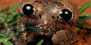 Étrangeté du vivant : cette grenouille est capable de gonfler son arrière-train