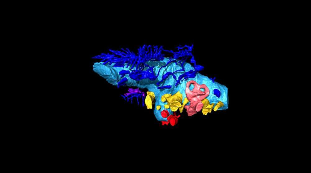 Plongée dans le cerveau d'un dinosaure grâce à un modèle 3D