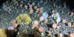 À quoi ressemble un massif corallien dans les mers froides du Groenland ?