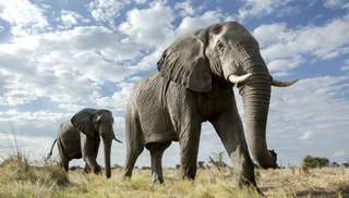 Des centaines d'éléphants morts dans des circonstances mystérieuses