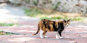 Un chat, atteint d’une maladie rare, terrorise l’Italie