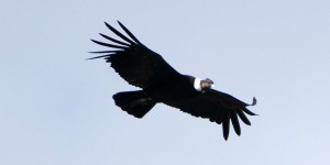 Le condor des Andes plane pendant 170 km sans un battement d'aile