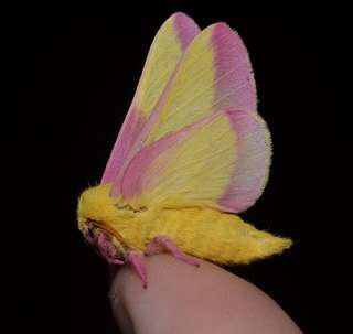 Étrangeté du vivant : un délicieux papillon aux ailes vanille-fraise