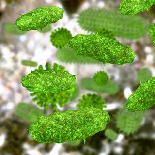 Incroyable : des chercheurs ressuscitent un microbe vieux de 100 millions d'années