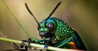 Des insectes vieux de 99 millions d’années comme vous ne les avez jamais vus, dans leurs vraies couleurs !