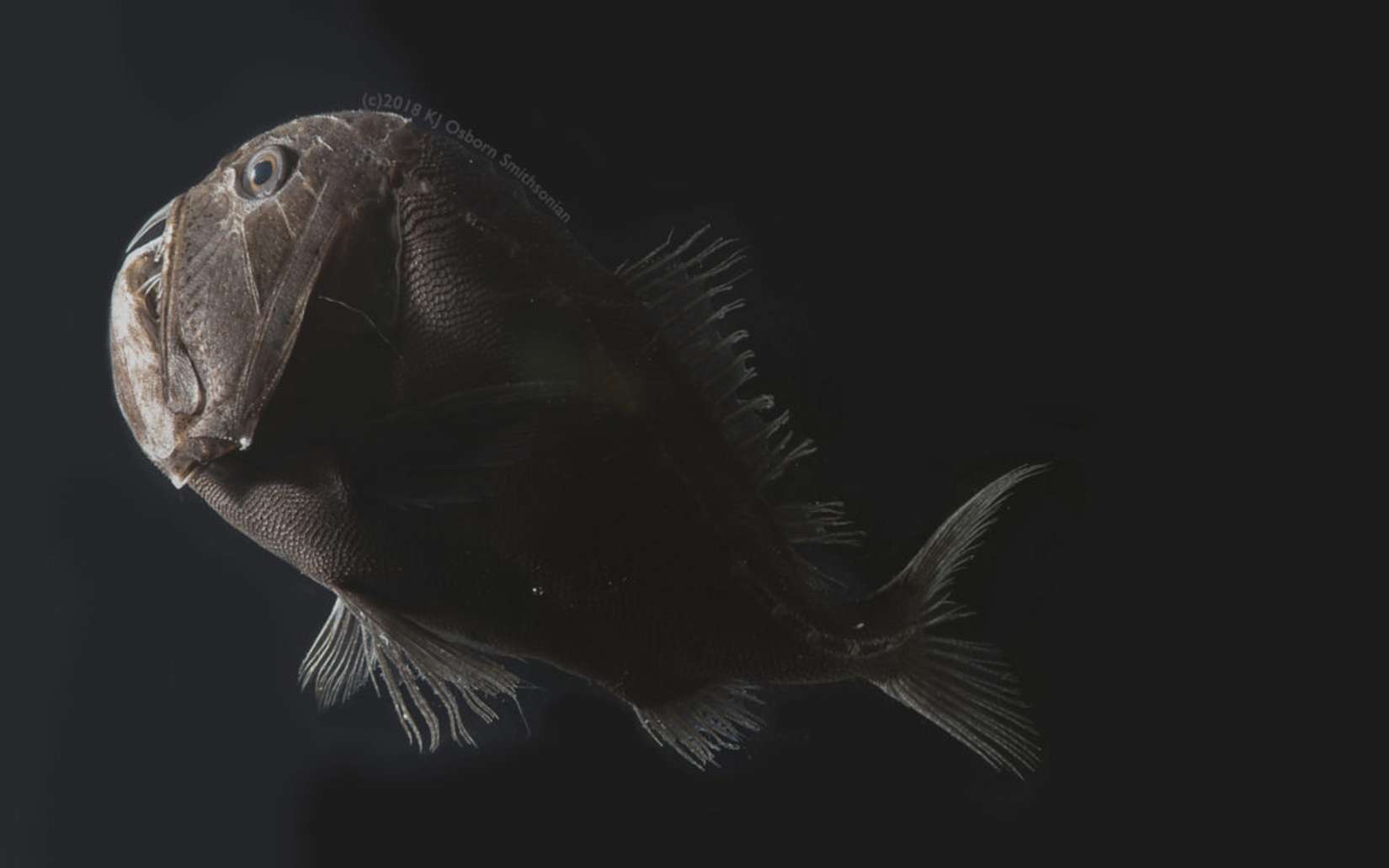 Des poissons des abysses ont une peau ultra-noire qui les rend invisibles