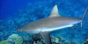 Les requins sont fonctionnellement éteints dans 20 % des récifs coralliens