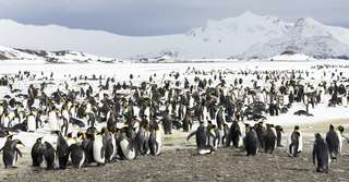 Ces colonies de manchots en Antarctique ont été découvertes depuis l'espace