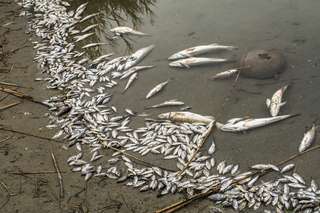 Des milliers de poissons morts dans les Ardennes suite à la pollution d'une usine Nestlé