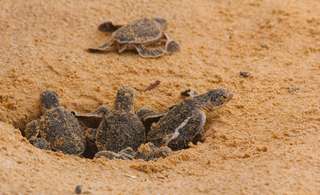 Naissance de dizaines de bébés tortues sur une plage de Fréjus