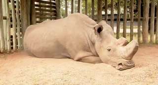 Les ovules de deux dernières rhinocéros blancs du Nord ont été collectés