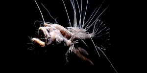 Le parasitisme sexuel, ou comment ces poissons des abysses se reproduisent