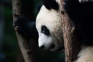 A-t-on protégé le panda géant au détriment d'un écosystème ?